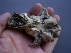 Marder Schädel aus dem Pleistozän