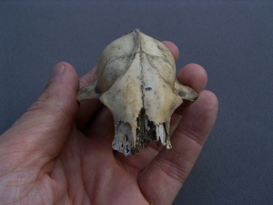 Marten skull, Pleistocene age
