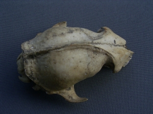 Marten skull, Pleistocene age