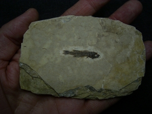 Fischfossil aus dem Oligozän