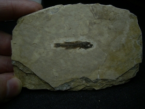Fishfossil, oligocene age