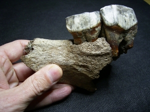 Wooly Rhinoceros upper jaw with two teeth