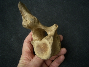 Cave lion vertebra