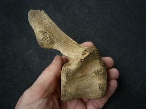 Cave lion vertebra