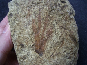 Rare devonian plant fossil