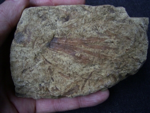 Rare devonian plant fossil