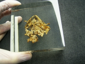 Schädel und Oberkörper von Discosauriscus - komplett freipräpariert