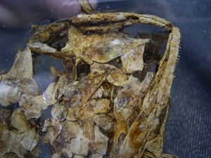 Skull and upper body of Discosauriscus- completely uncovered from the sediment