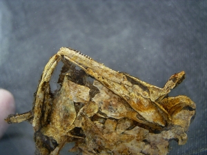 Schädel und Oberkörper von Discosauriscus - komplett freipräpariert