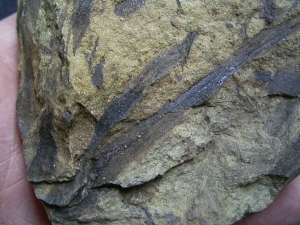 Pflanzenplatte aus dem Devon