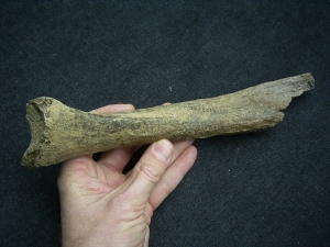Cave lion bone