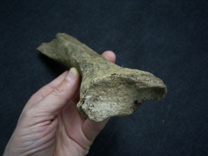 Cave lion bone