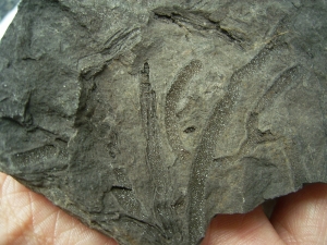 Plant fossils crystallized, Messelformation