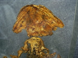 Skeleton of Discosauriscus, completely uncovered from the sediment