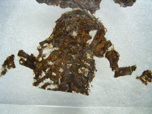 Skeleton of Discosauriscus, completely uncovered from the sediment