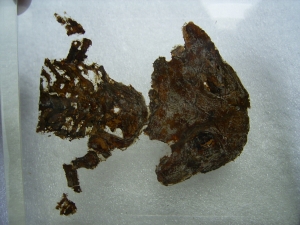 Skeleton of Discosauriscus, completely uncovered from the sediment