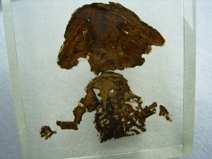 Skeleton of Discosauriscus, completely uncovered from the sediment