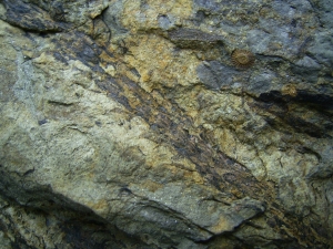 Leclerquia - extremely rare devonian plant