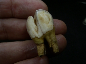 Rentier Zahn aus dem Pleistozän