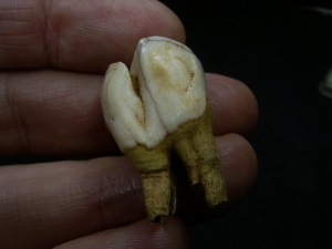 Rangifer tarandus, plesitocene age tooth