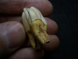 Rangifer tarandus, plesitocene age tooth