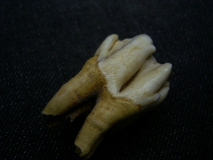 Rentier Zahn aus dem Pleistozän