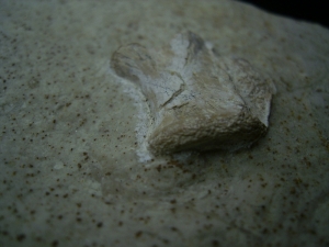 Thecodontia and Placodus vertebrae, middle triassic