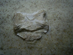 Thecodontia and Placodus vertebrae, middle triassic