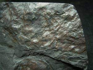 Panzerfisch-Fossilien von Pteraspis und Tiaraspis