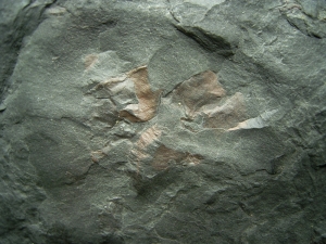 Placoderm fossils of Pteraspis and Tiaraspis