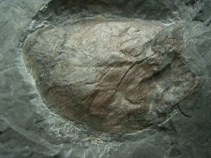Placoderm fossils of Pteraspis and Tiaraspis