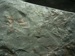 Panzerfisch-Fossilien von Pteraspis und Tiaraspis