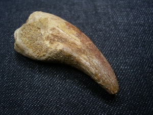 Dinosaur Claw of Deltadromaeus