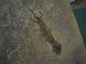 Discosauriscus sieben Exemplare und eine Pflanze