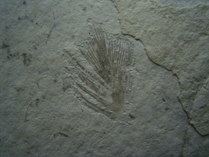 Bird feather oligocene age