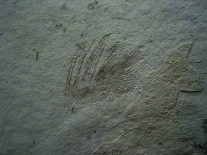 Bird feather oligocene age