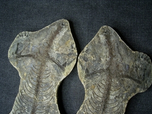 Barasaur skeleton, both sides