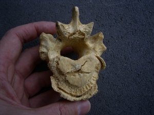 Cave bear vertebra - pathological