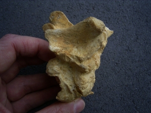 Cave bear vertebra - pathological