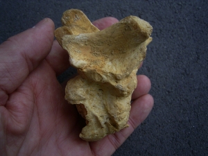 Cave bear vertebra - pathological
