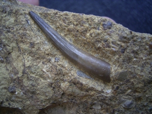 Tanystropheus Zahn, Muschelkalk