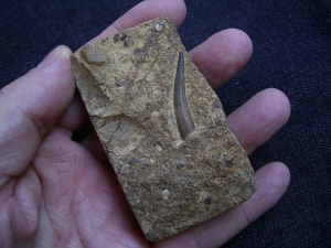 Tanystropheus tooth, middle triassic