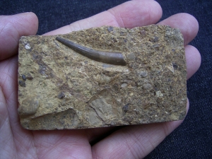 Tanystropheus tooth, middle triassic
