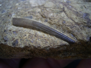 Tanystropheus Zahn, Muschelkalk