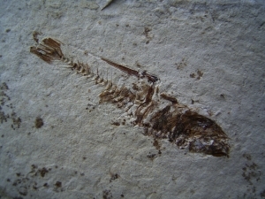 Fisch aus dem Pleistozän von El Salvador # 1