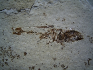 Fisch aus dem Pleistozän von El Salvador # 1