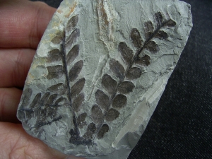 Pflanzenfossil aus dem Perm von Bad Sobernheim