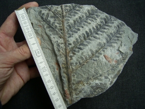 Plant fossils permian age, closed location