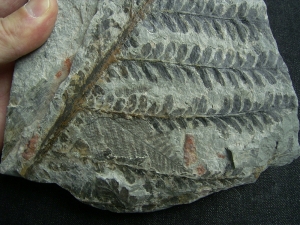 Plant fossils permian age, closed location