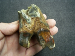 Whooly Rhinoceros tooth